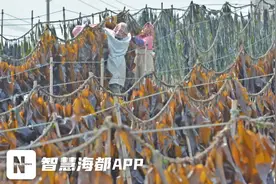 泉州泉港区海带丰收，一片热闹繁忙景象！图片