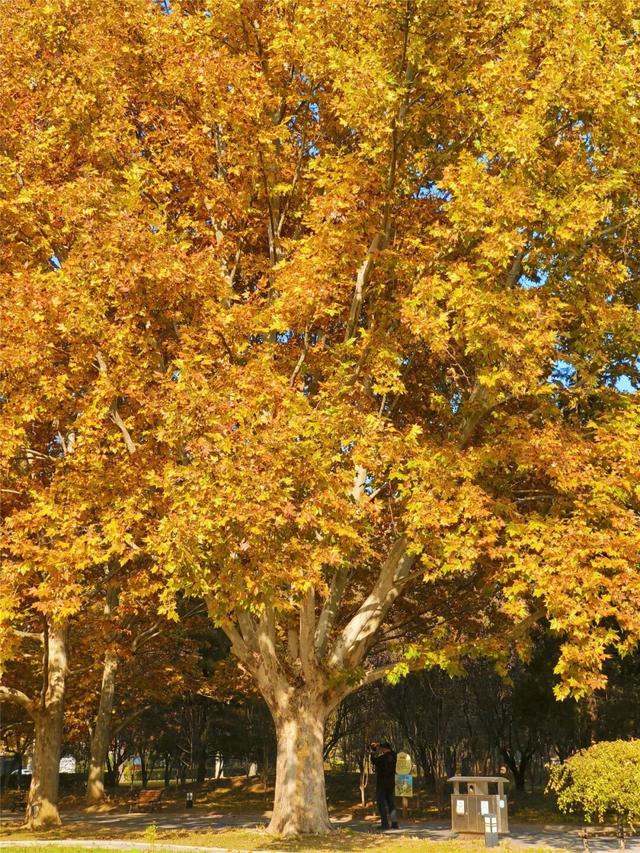 一键Get√氛围感！来这里，将海淀的秋收在镜头中——