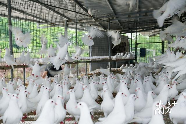 开年文旅好物双发力 “梅州造”凭什么香遍南北｜广货行天下·梅州有好料