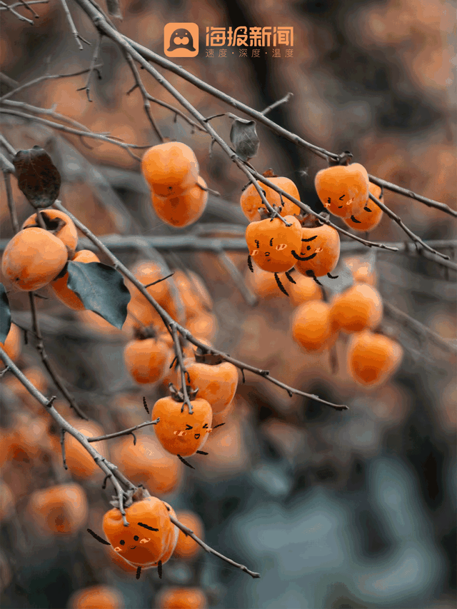 动图海报丨那就好好告别吧，在潍坊最后的秋景里！