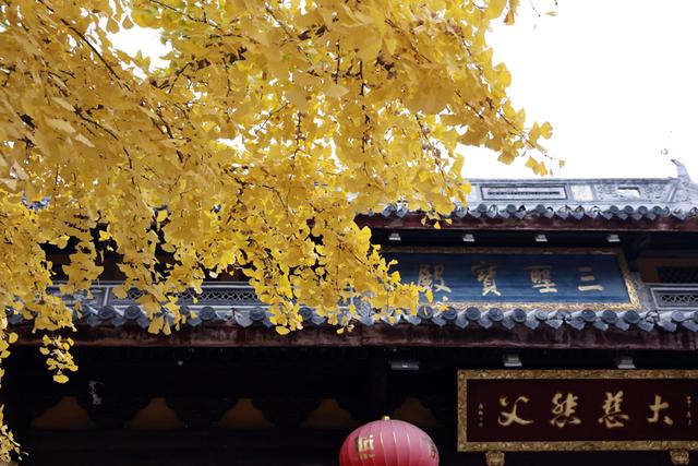 美景叠加禅意：龙华寺成为上海热门赏秋胜地