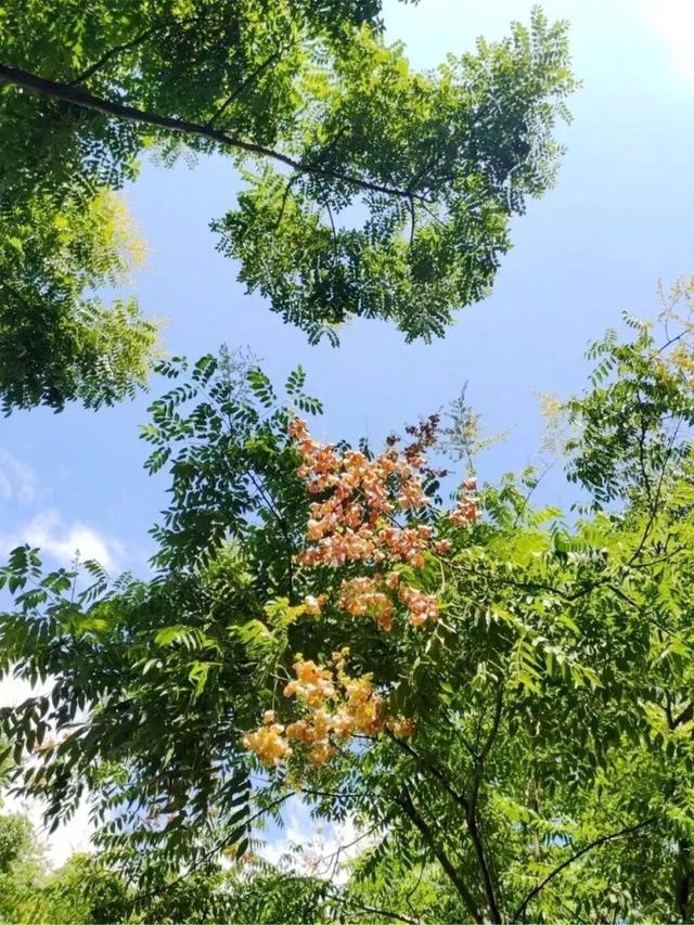 我说“仁寿秋天那么美”，栾树：是的