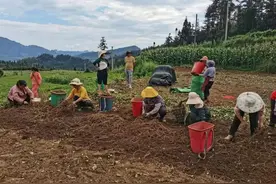 普安地瓜镇：折耳根变群众增收“金草草”图片