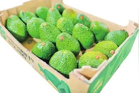 国产牛油果的逆袭之路图片