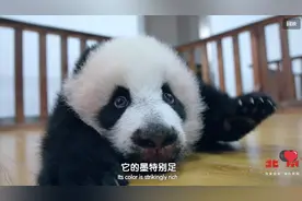 萌化了 可可爱爱的熊猫幼崽哪个戳中你的心趴？图片
