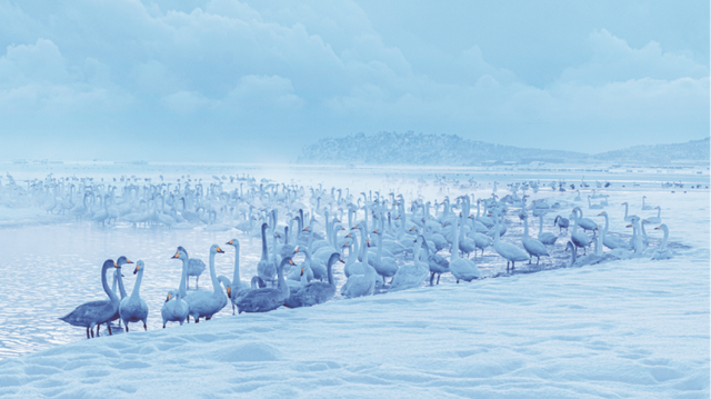 去什么北海道，冬日里的威海不是“平替”，是天花板！