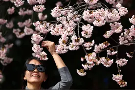 （外代一线）日本东京：樱花盛开图片