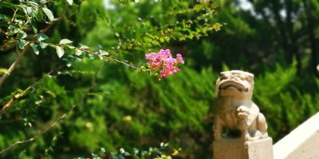 紫薇花盛放！上海这个古典园林盛夏满庭芳→