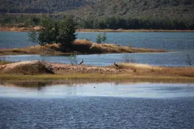 有一种叫云南的生活｜“鸟中大熊猫”又来了！黑鹳现身云南沾益海峰湿地图片