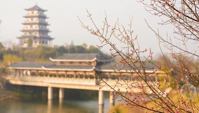 重庆垫江：蜡梅花开扮靓公园景色