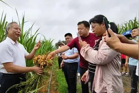 花生良种良法研讨会在广西融水召开 科技助力乡村振兴图片