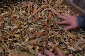黄山市徽州区：绿竹笋抢鲜上市 助农增收香飘万家图片