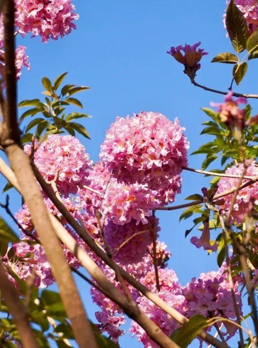 超出片！仙游这个公园，梦幻紫花风铃木盛放！