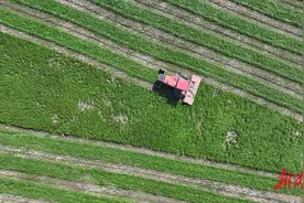 洞庭湖“大草原”集中“修剪” 迎越冬候鸟图片