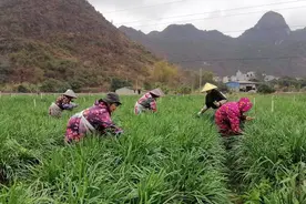 土地流转“种”出希望 韭菜花田“收”获财富图片