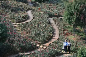 晨读计划 | 长沙也有玫瑰庄园！周日长马开跑，这些地方禁止通行图片