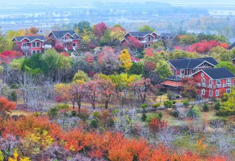 济宁冬季赏叶天花板，错过等一年的绝美景色