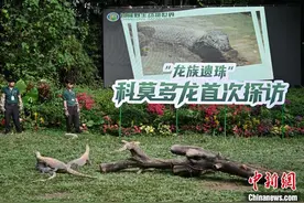 广州长隆成功繁育科莫多龙 首次开放探访图片