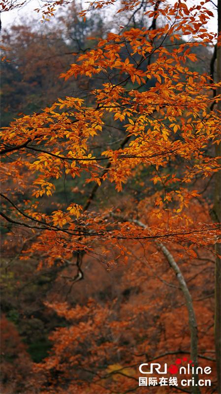 台湾自媒体人点赞四川光雾山绝美秋色（两岸关系）