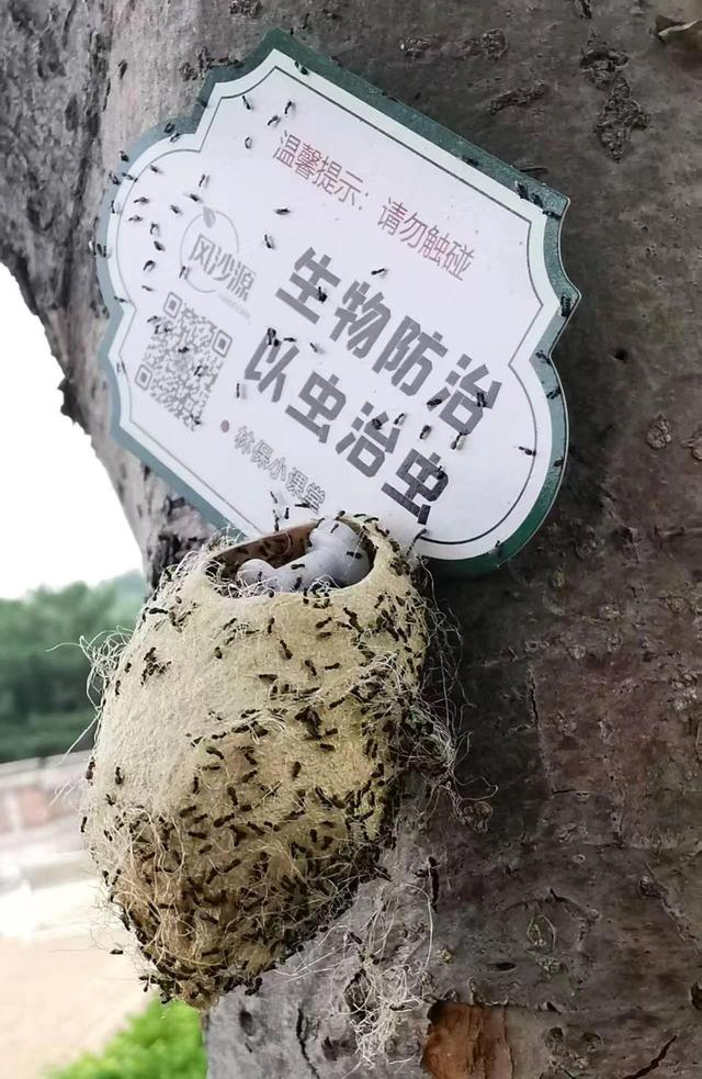 在北京路边看到这种黑色的蛹千万别动 网友：有官方“认领”