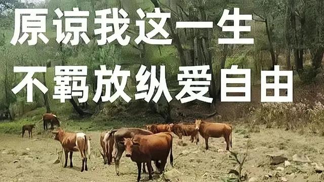 牛牛历险记~