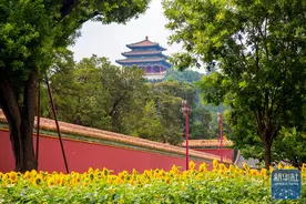 北京：景山公园向日葵盛开图片