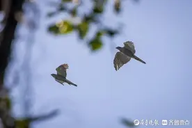 苍鹰！青岛市发现鸟类繁殖新记录物种图片