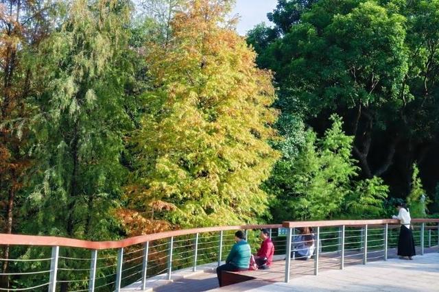 广州冬日“最暖色”来了！云溪植物园落羽杉进入绝美变色季