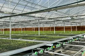 全程自动化！松江这个基地投产后可年产绿叶蔬菜40万公斤、蔬菜苗4500万棵图片