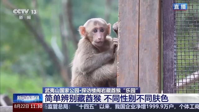 白鹇、金斑喙凤蝶、藏酋猴……看！神奇动物在武夷山