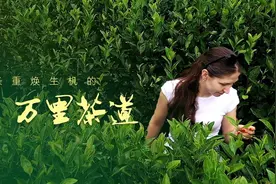 一带一路·零距离｜一条重焕生机的万里茶道图片