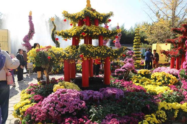 从“假日爆红”到“全年常红”！聊城度假区以菊花展持续“实力圈粉”