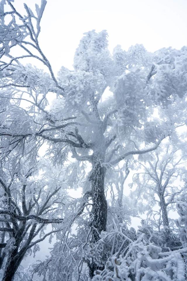 冬日限定！贵州的雾凇秘境藏不住了