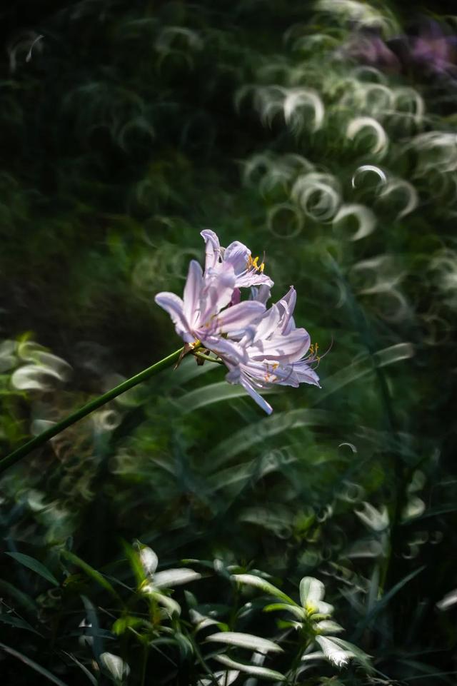 夏末初秋限定！超梦幻的粉紫色花海开了→