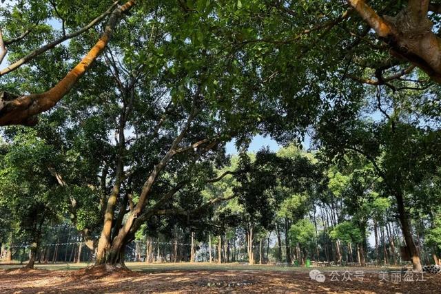 勒勐村：百年榕影里的傣乡烟火