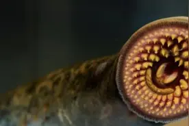 “水下吸血鬼”七鳃鳗摄食方式如何演化？中国新发现化石研究揭开“盲盒”图片