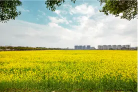 苏州通安现代农业园油菜花海盛开 勾勒山水田园画图片