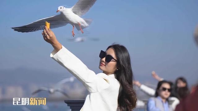 海埂大坝：延续“春节热度” 错峰观鸥正当时
