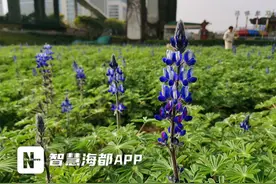 玲珑剔透 “母亲花”听过没见过吧！福州花海公园鲁冰花绽放……图片
