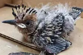 戴胜、雀鹰和池鹭，上海崇明警民一天救助9只野生保护鸟类图片