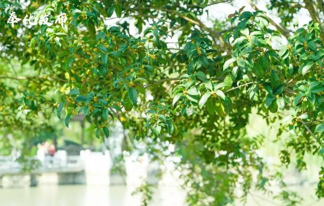 开了开了！奉化的秋天，真࿐香࿐啊࿐