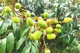 预计5月初上市！今年增城人的荔枝要来了图片