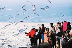 有一种叫云南的生活｜洱海之滨，人鸥和谐图片