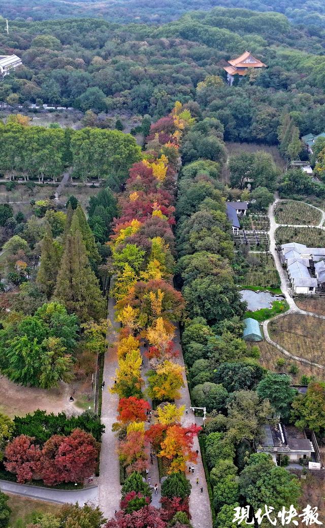 秋天一定要来一趟南京，奶皮子糖葫芦是序章，这些才是正文
