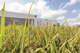 在高楼大厦看风吹麦浪 运用无土栽培和滴灌技术等，深圳一些学校、写字楼、酒店楼顶变身“天空农场”图片