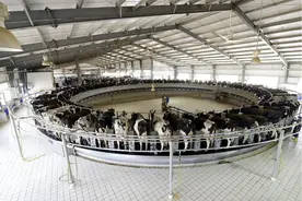 【高质量发展中国行·宁夏篇】探访宁夏伊利奶源：高品质的牛奶是这样挤出的图片