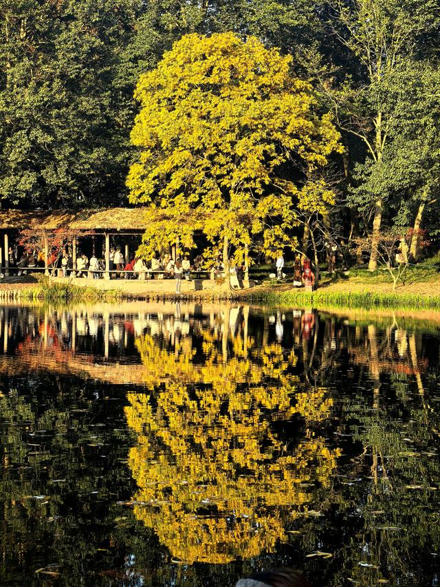 晚潮｜西湖赏枫人群中为何少了苏轼