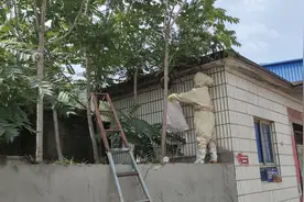 清蜂巢，抓蛇逮蝙蝠！夏天一到，北京消防员有点儿忙图片