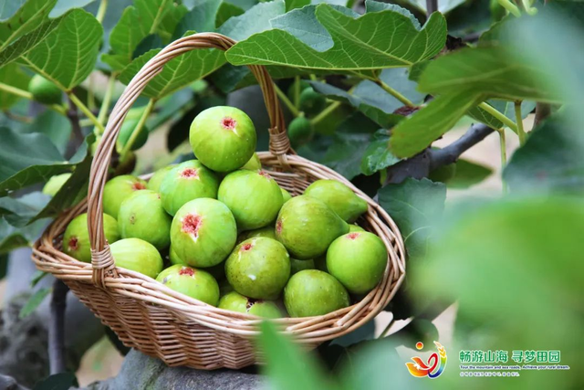 乘着高铁游威海 | 千里山海，等你！