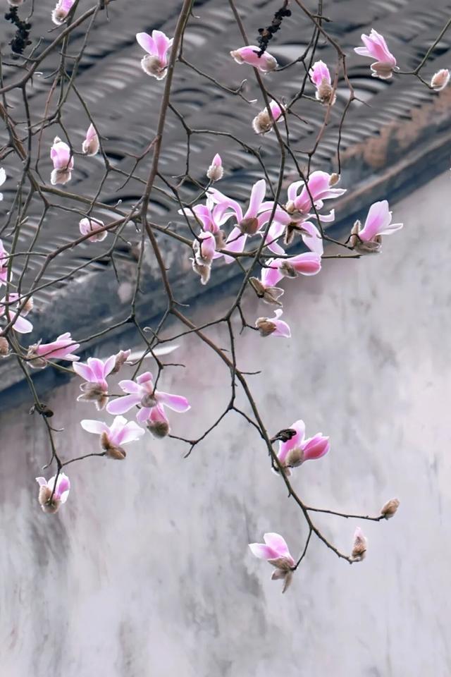 春日赏花｜盛花期！一键解锁最美出行路线